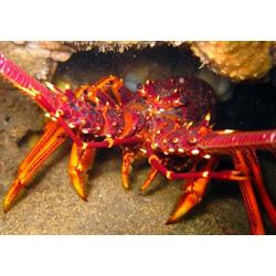 Cray And Scallop Dive : Jack